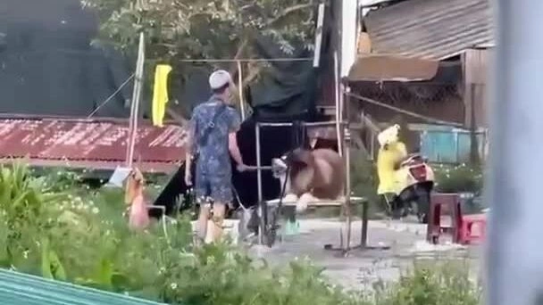 Du khách bức xúc vì dịch vụ chụp hình với chó ở Đà Lạt