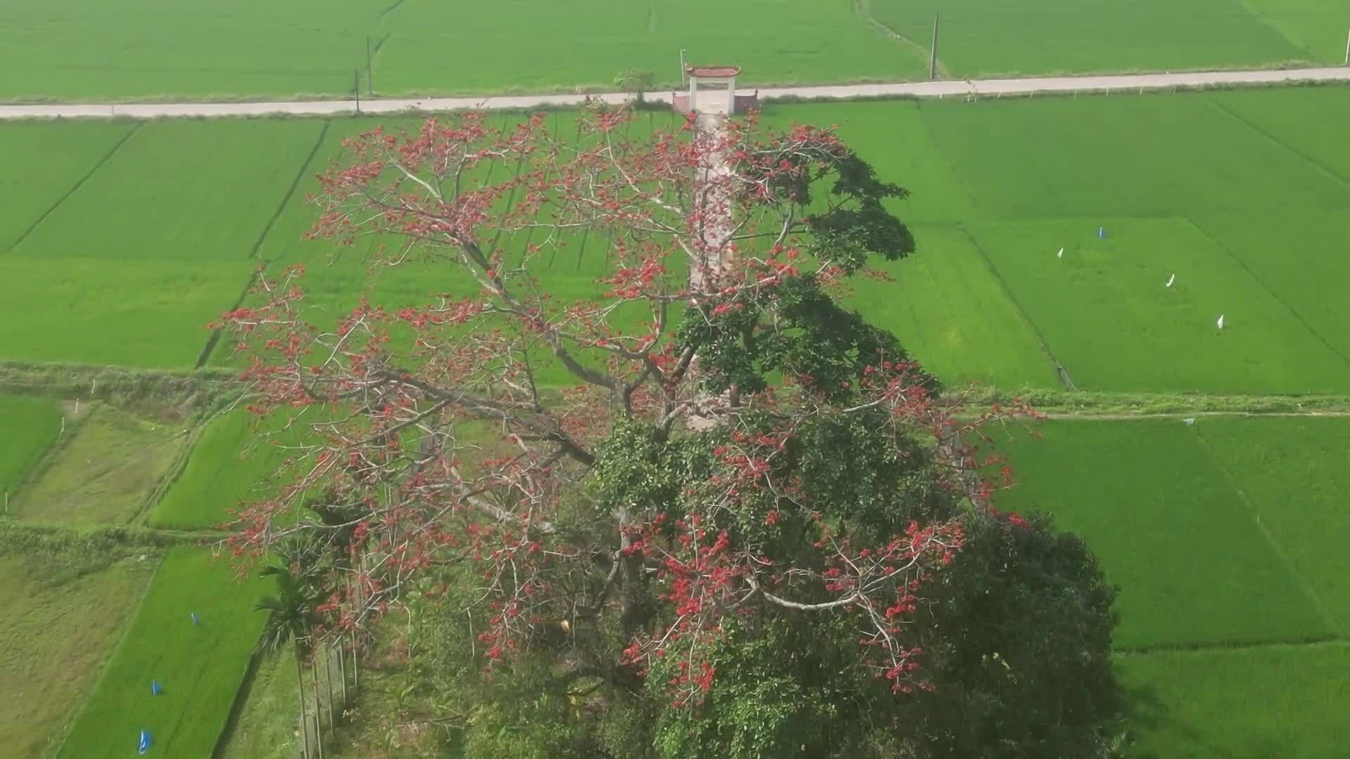 Cây gạo hơn trăm năm ở Quảng Ngãi