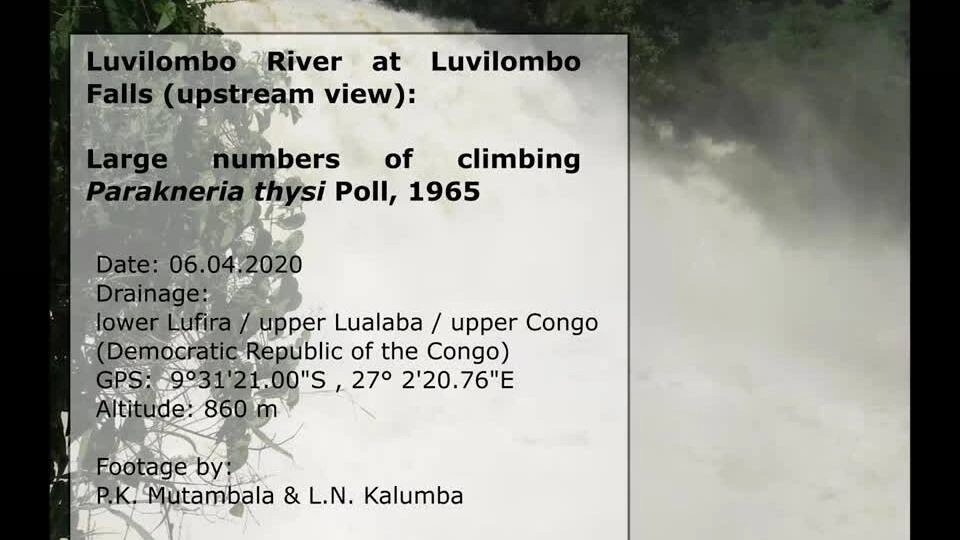 Loài cá leo vách đá 10 tiếng để vượt thác