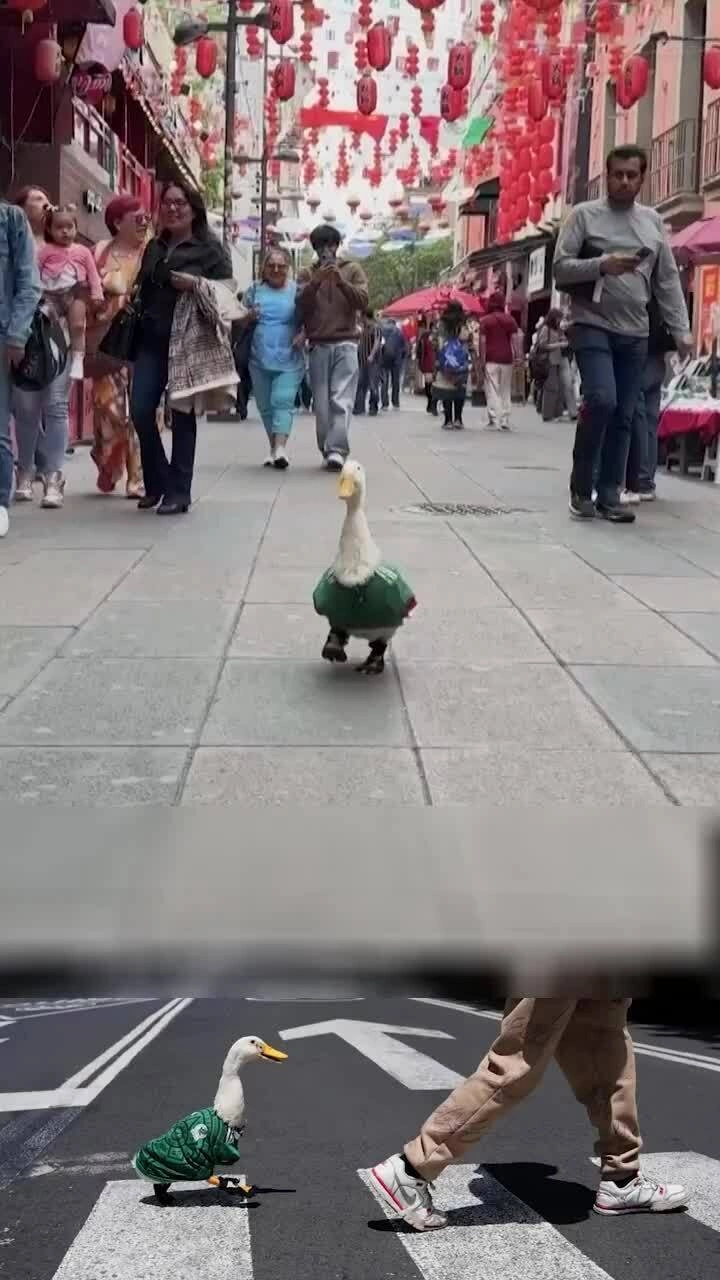 Famous World Cup duck predicts Mexico win over South Korea