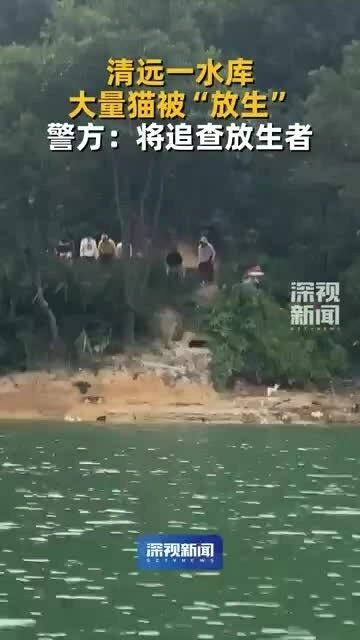 Gây phẫn nộ khi 'phóng sinh' 1.000 con mèo cầu phúc