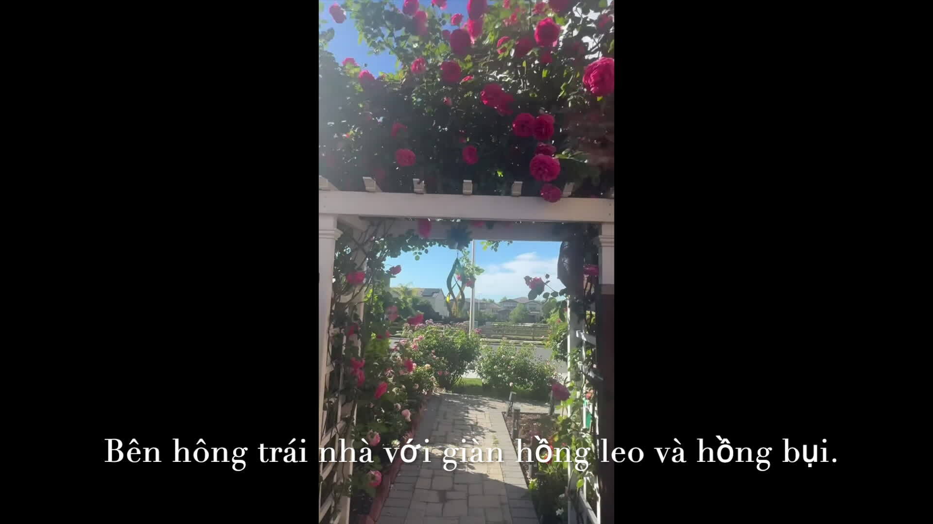Vườn hoa của chị Lệ ở Mỹ.