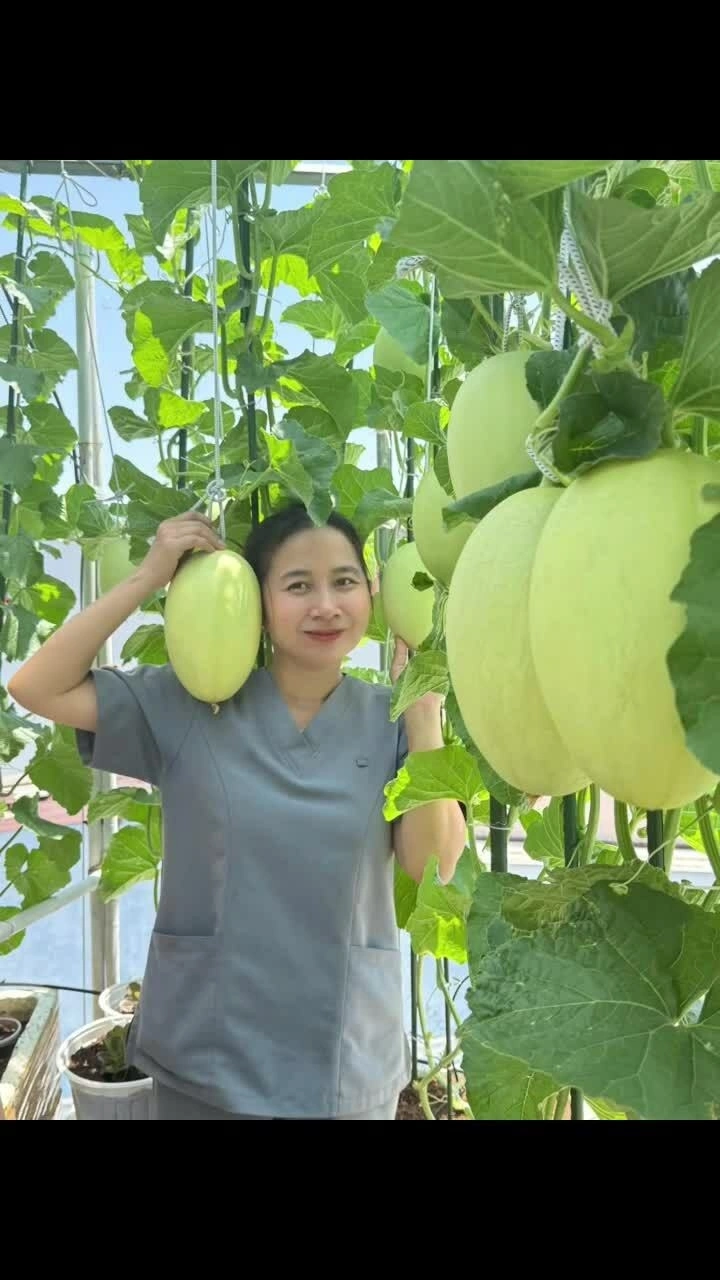 Trồng trăm quả dưa bằng thùng xốp, chậu nhựa trên sân thượng