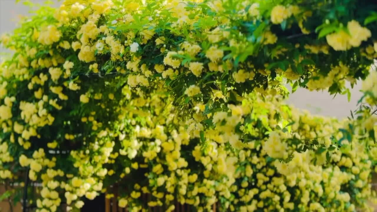 Vườn hồng