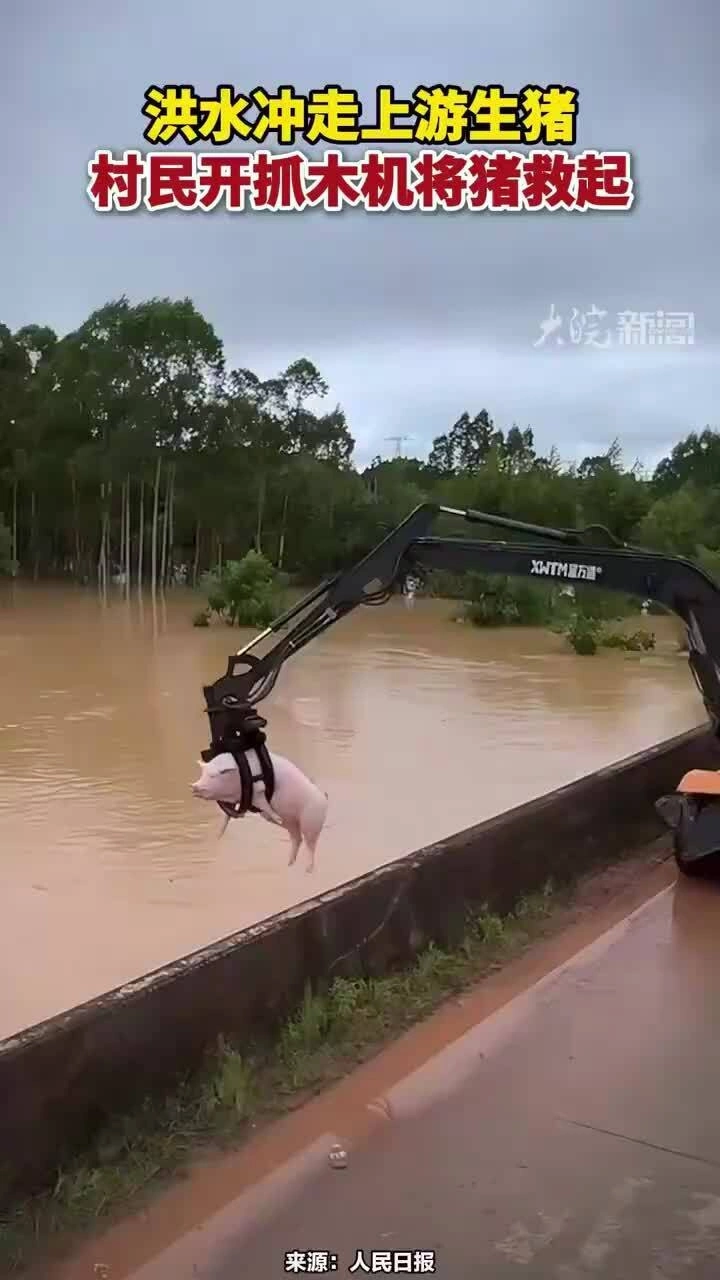 Dùng máy xúc 'gắp' lợn trong lũ dữ ở Trung Quốc
