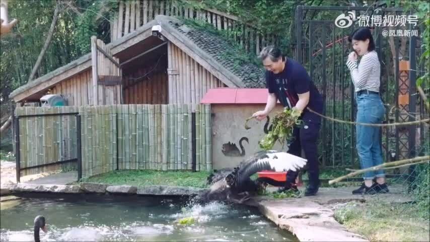 Triệu Văn Tuyên cho ngỗng ăn