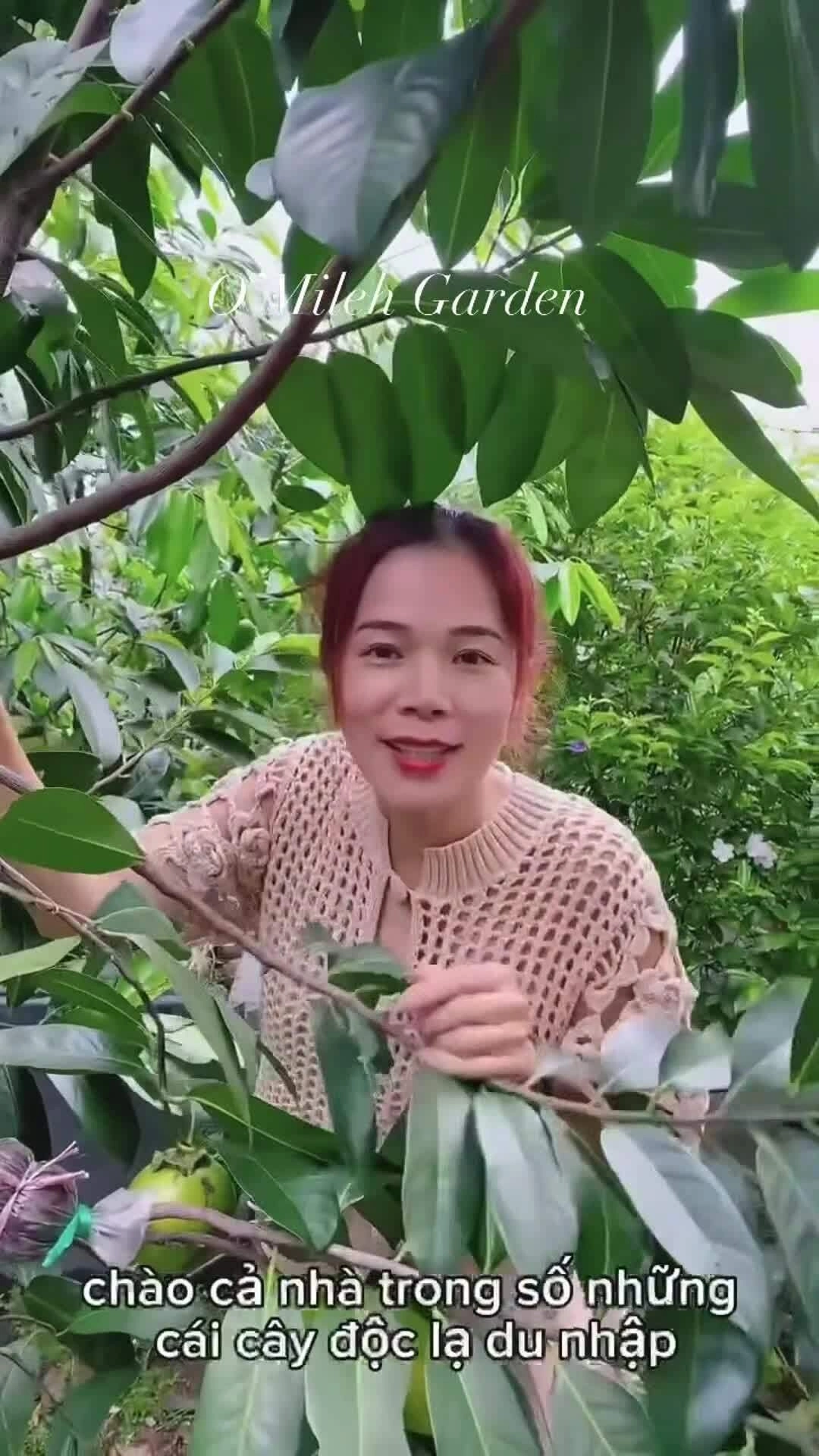 Vườn cây trái 10.000 m2 của Mỹ Lệ