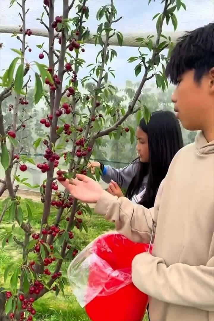 Ốc Thanh Vân lái xe ở Australia, cùng các con đi nông trai hái cherry