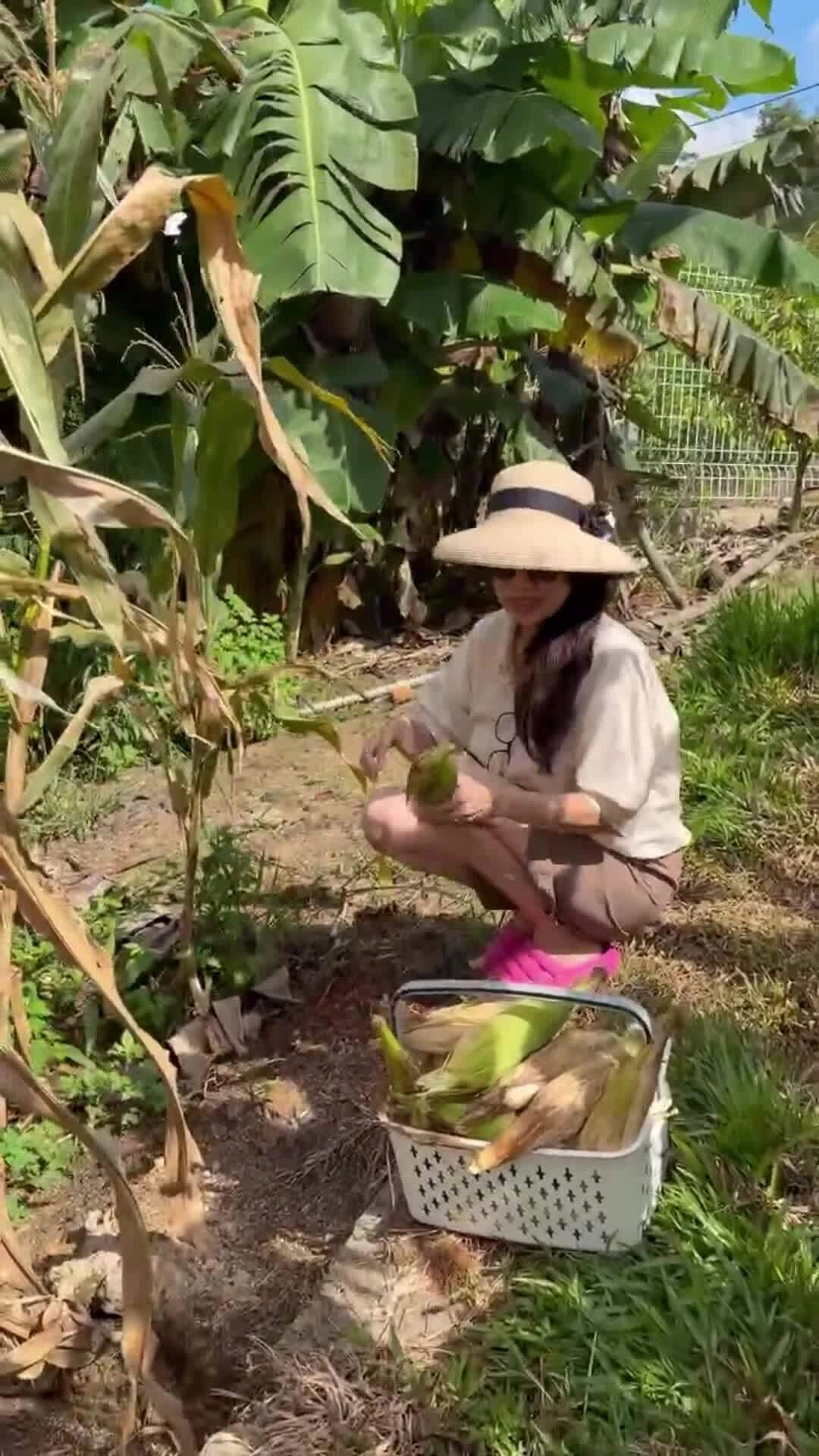 Diễn viên Lê Hóa hái rau, bẻ bắp trong vườn