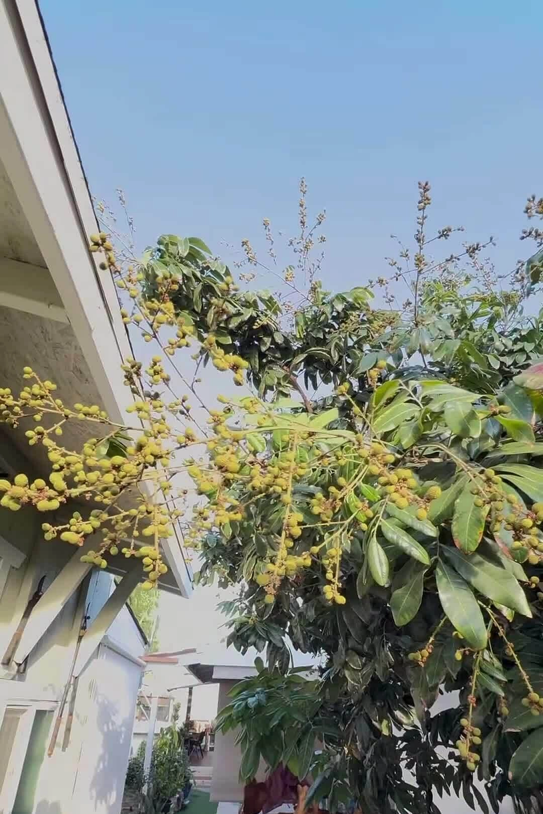 Danh ca Hương Lan giới thiệu mảnh vườn với nhãn, bầu sai quả ở Mỹ