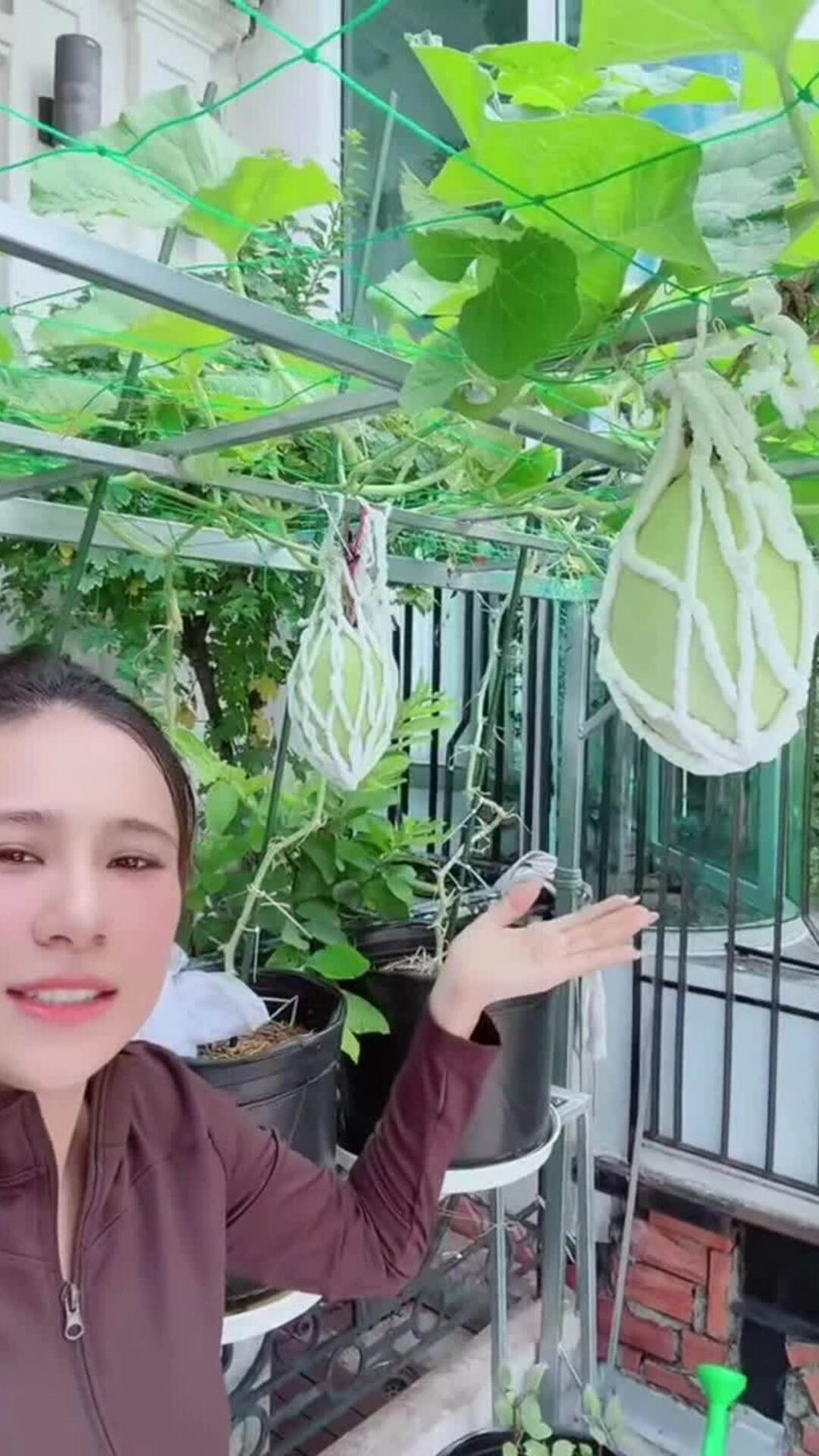 Vườn dưa trĩu quả của Hồ Bích Trâm