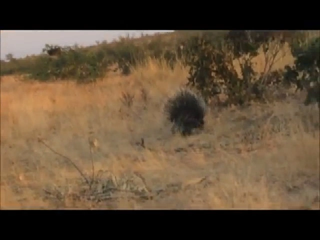 Nhím xù lông chống trả báo đói