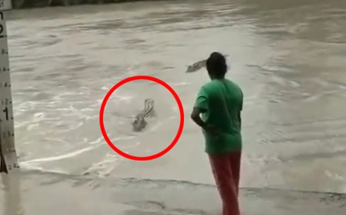 Cá sấu khổng lồ thoái lui khi bị người phụ nữ cầm dép tông de dọa