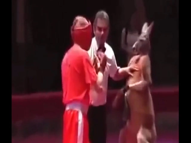 Trọng tài và võ sĩ bị Kangaroo tung đòn hiểm hạ gục trên sàn đấu