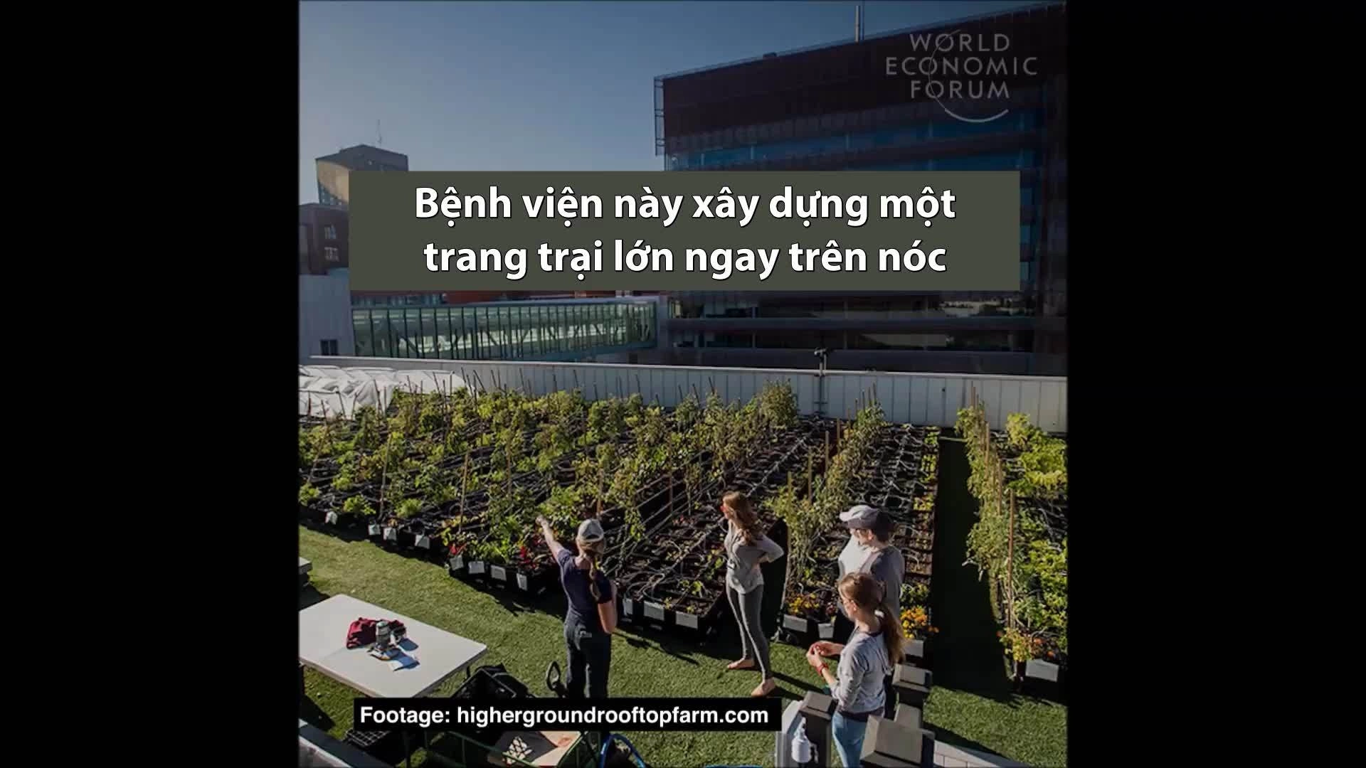 Trang trại trên nóc bệnh viện sản xuất 7.000 kg thực phẩm