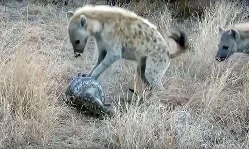 Trăn đá sợ hãi dâng xác khỉ cho bầy linh cẩu