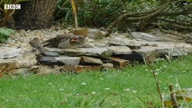 Chim cổ đỏ nuôi nhầm con cúc cu