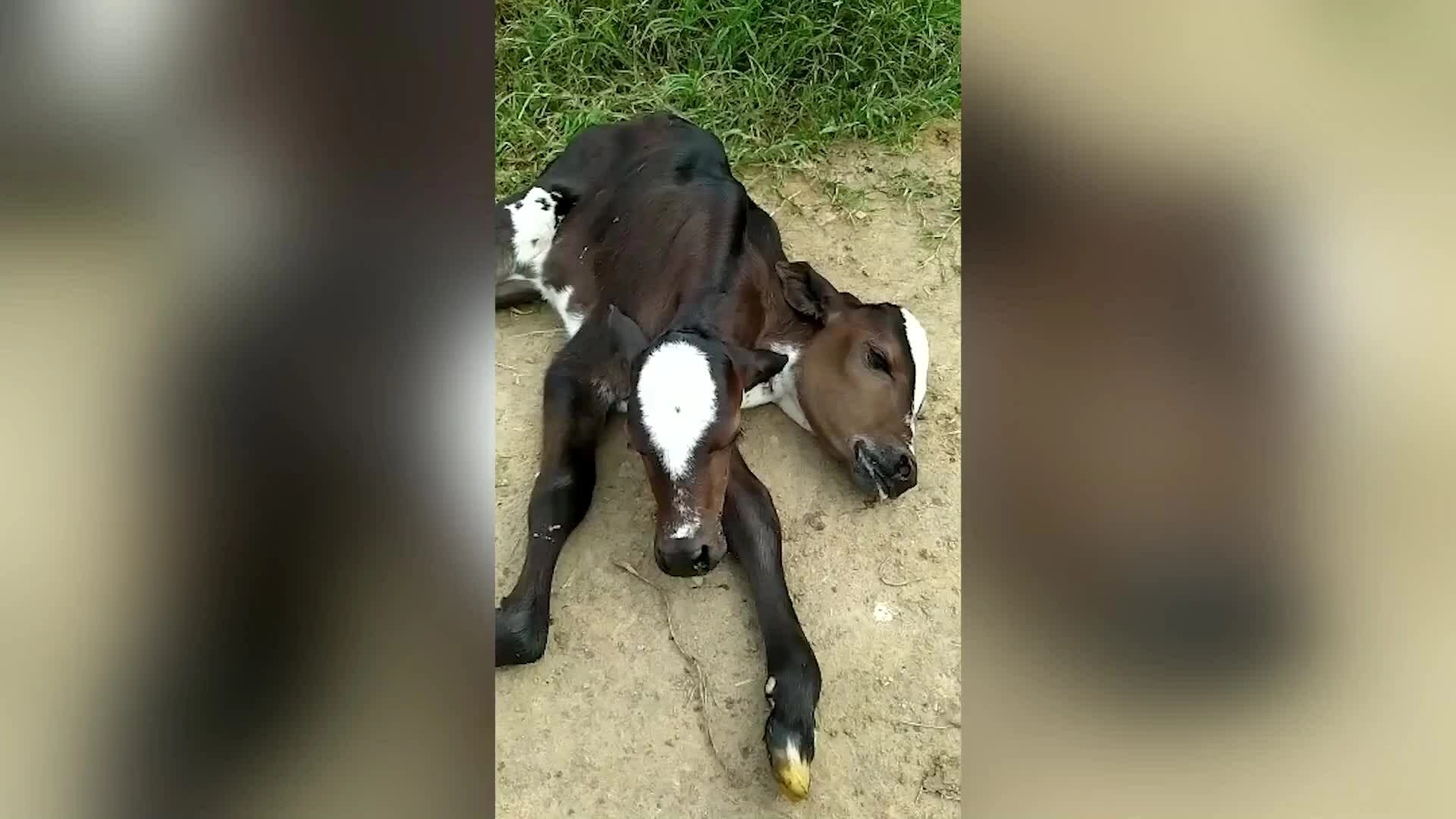 Bê dị dạng hai đầu