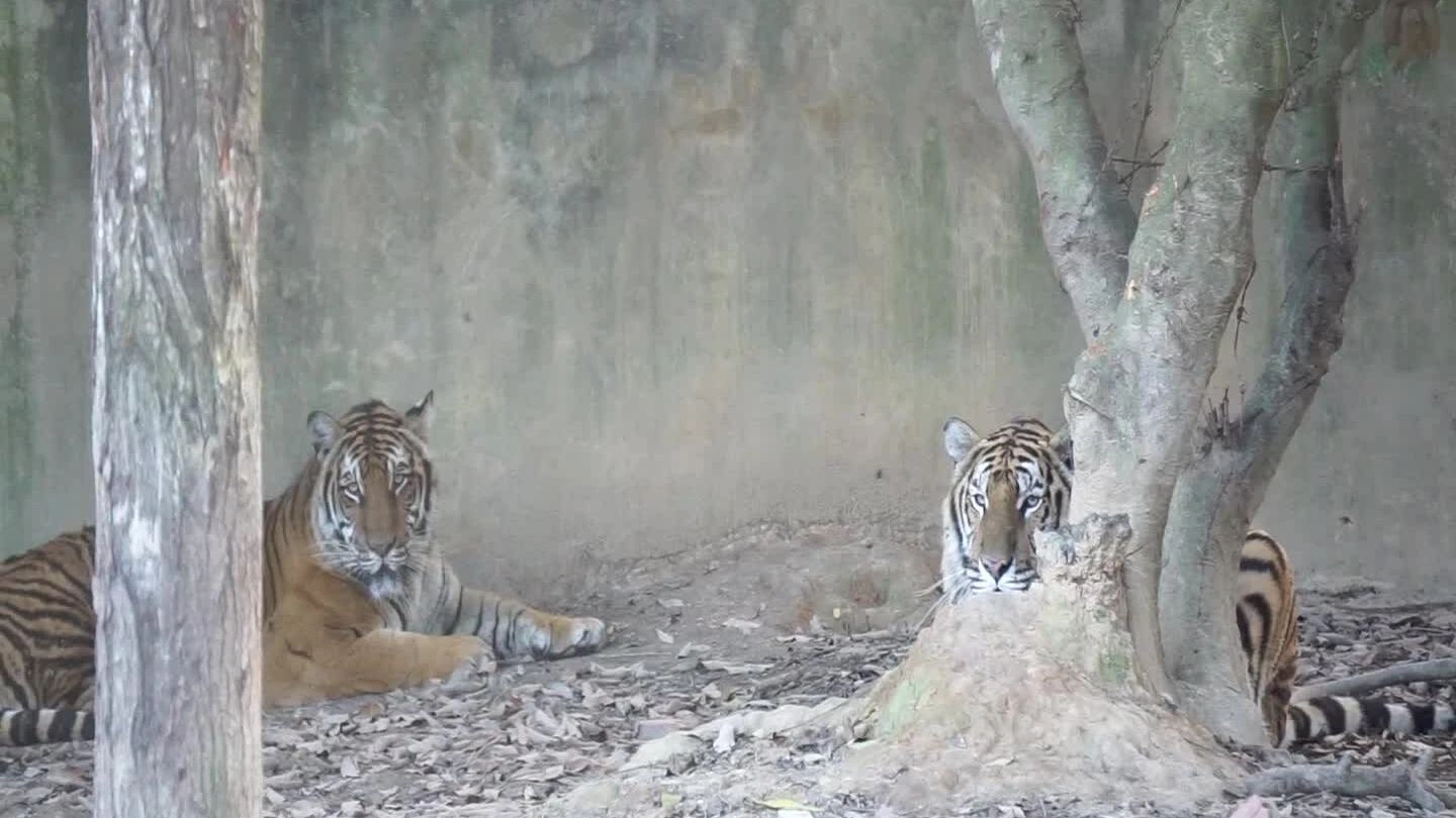 Trại nuôi hổ tư nhân lớn nhất miền Bắc (bài Tết)