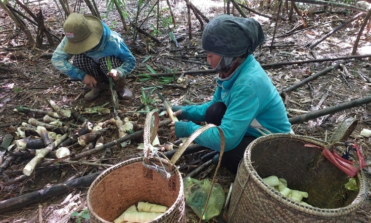 Mùa bẻ măng rừng ở vùng cao