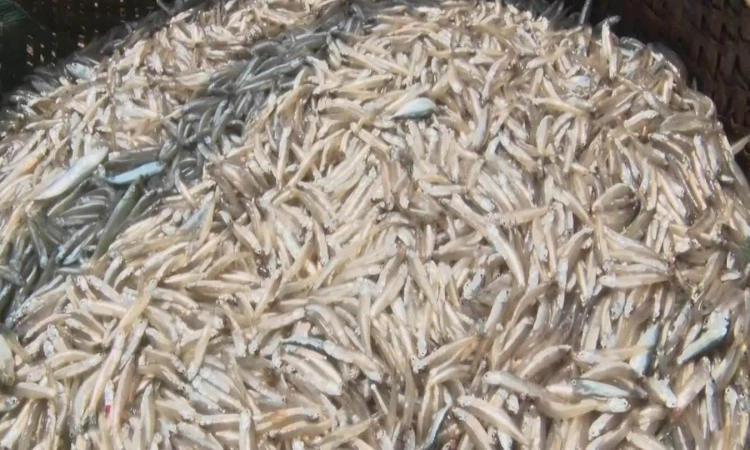 Ngư dân thu tiền triệu nhờ trúng cá cơm