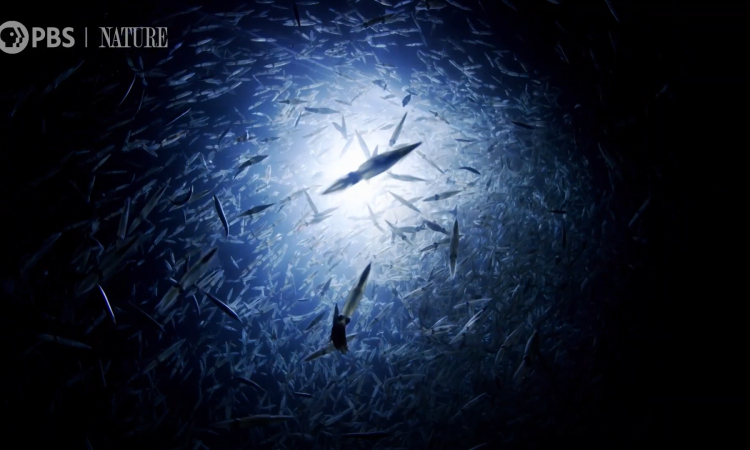 Nghi thức giao phối đáng kinh ngạc của mực trắng