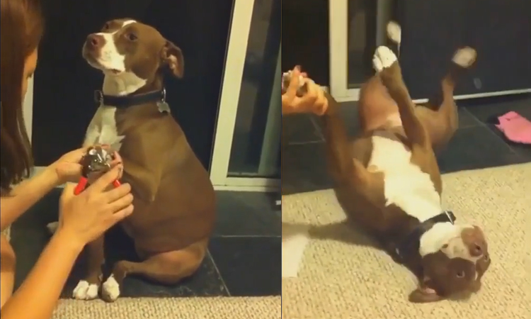 CĂșn cưng ngáș„t xá»u khi cáșŻt mĂłng chĂąn