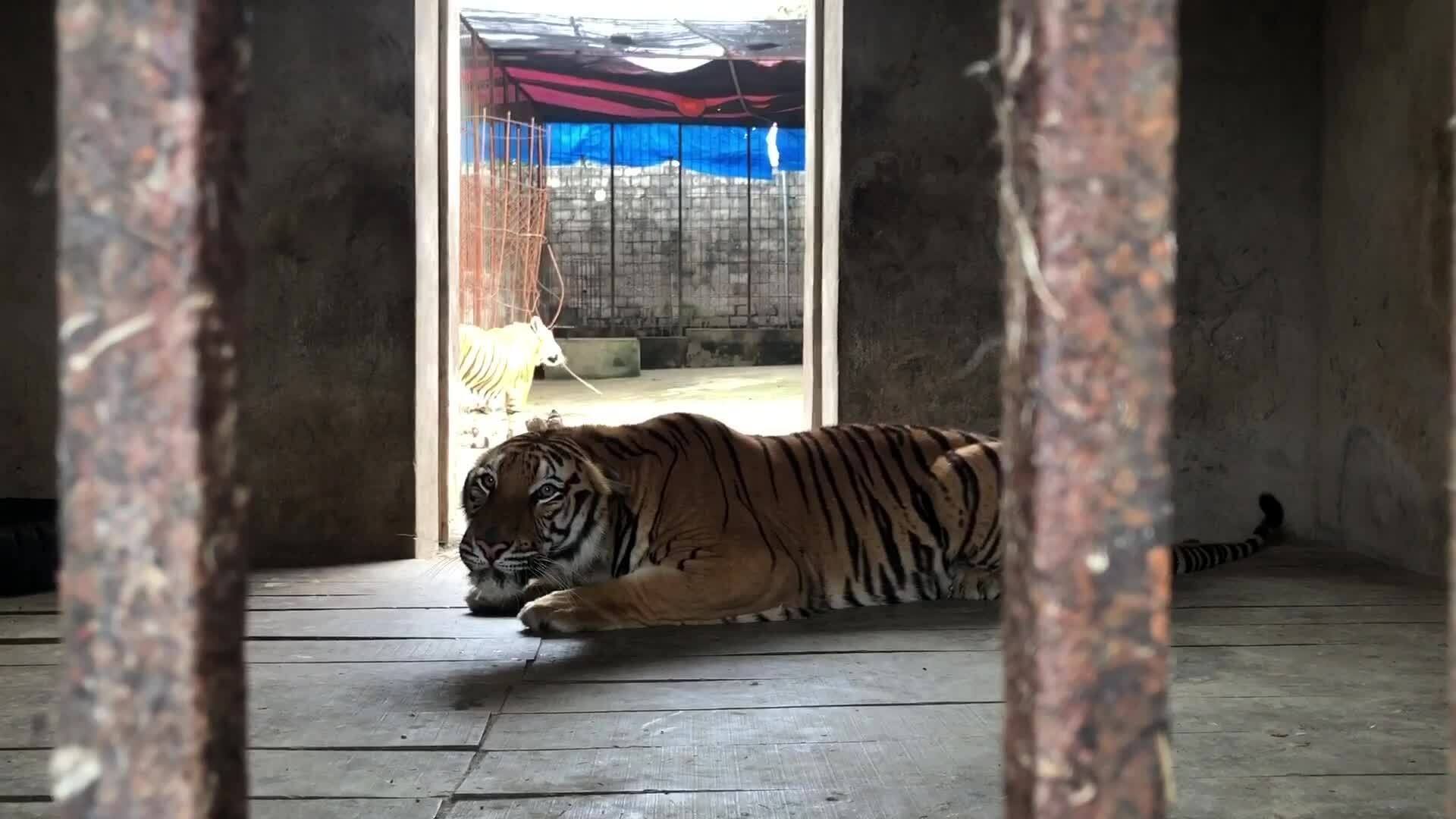 Cứu hộ sáu con hổ ở Thái Nguyên