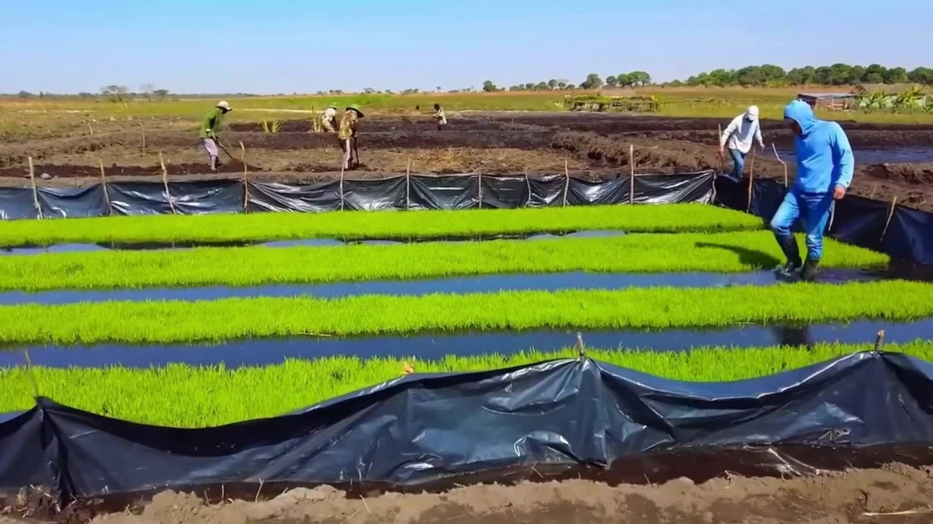Những cánh đồng lúa nước của Team châu Phi ở Angola