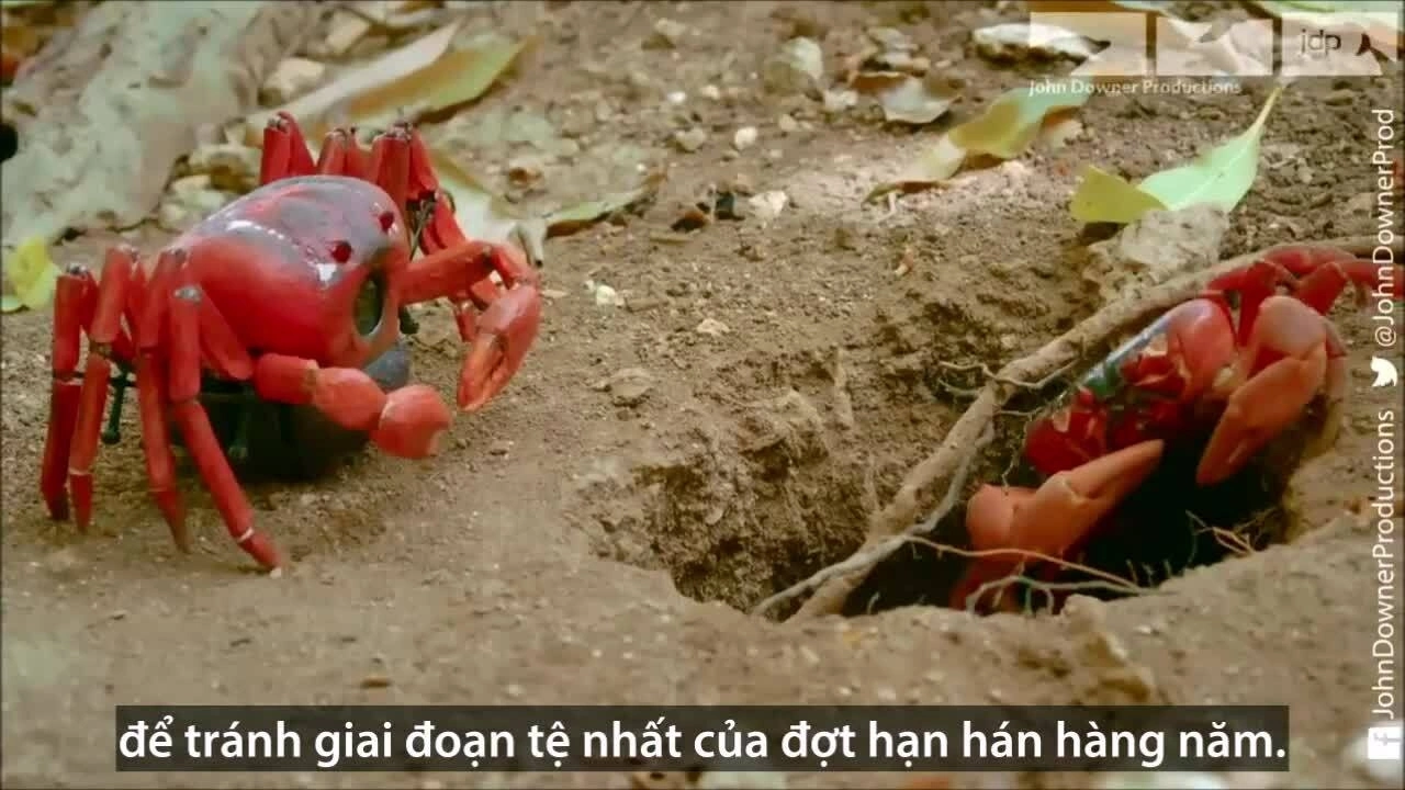 Robot gián điệp suýt chết trong cuộc đại di cư của cua đỏ