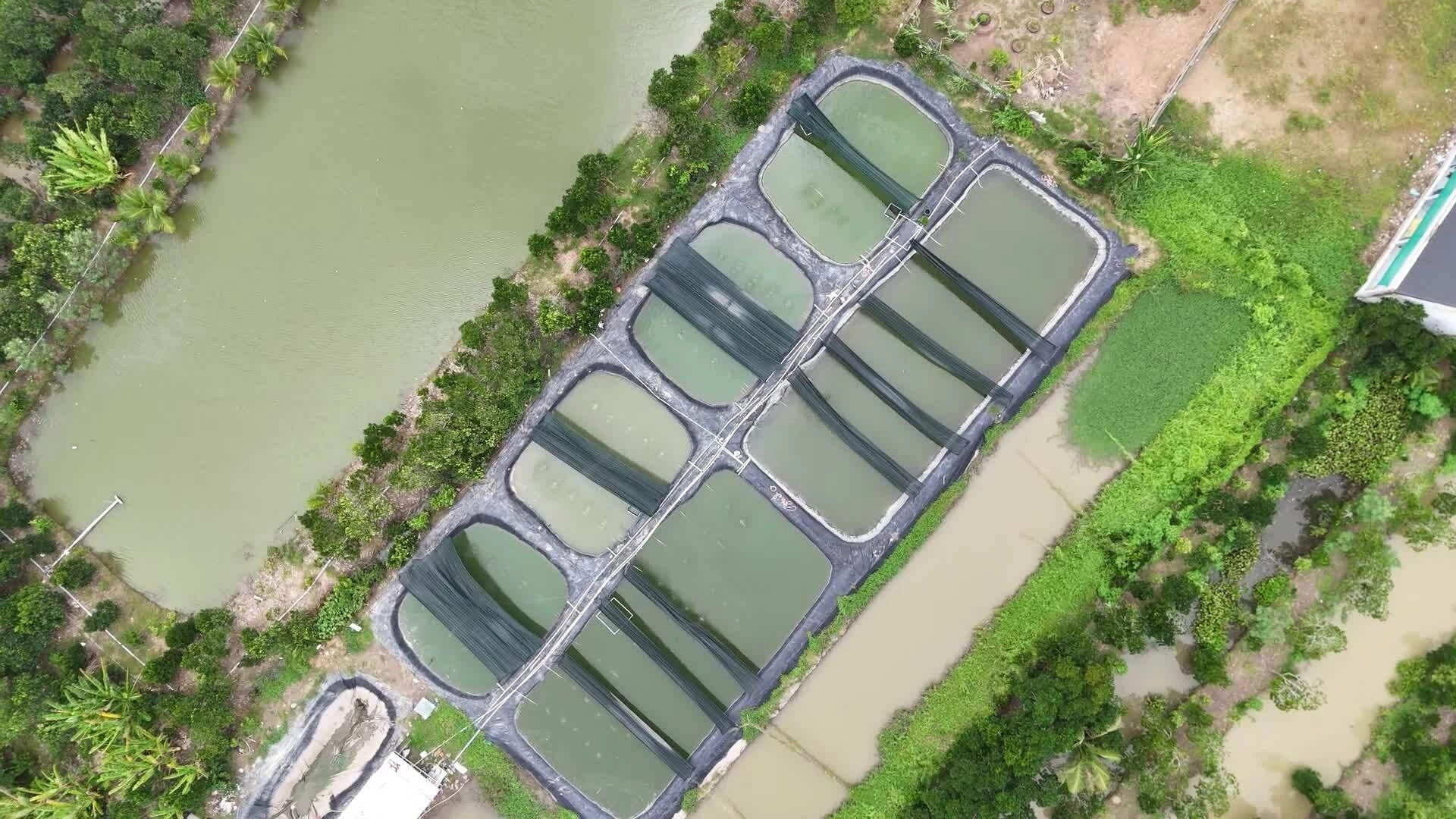 Dược sĩ bỏ nghề về quê nuôi cá chạch lấu