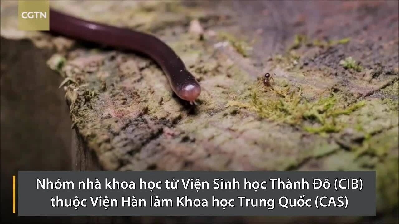 Bí mật gene của loài rắn gồm toàn con cái