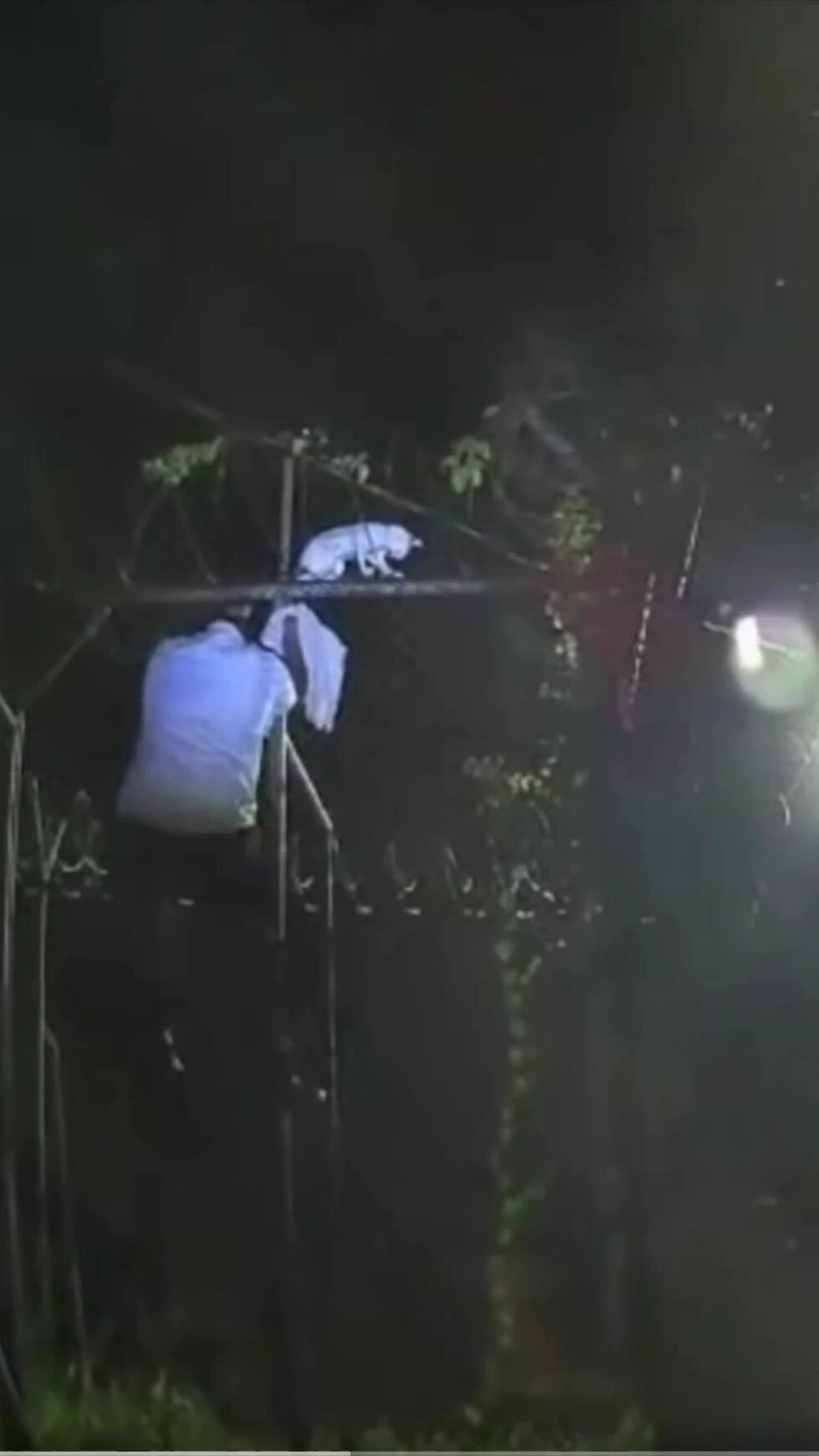 Mèo bị bắt khi đang tuồn lậu ma túy vào nhà tù