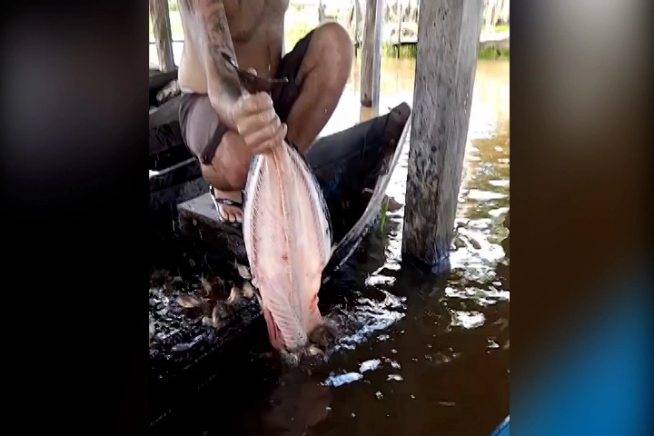 Bắt hàng trăm con cá bằng bộ xương cá