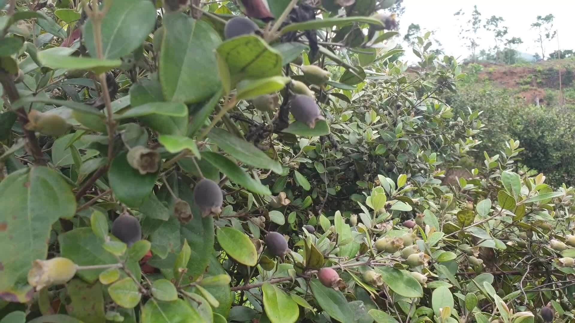 Trồng sim thu hoạch quả