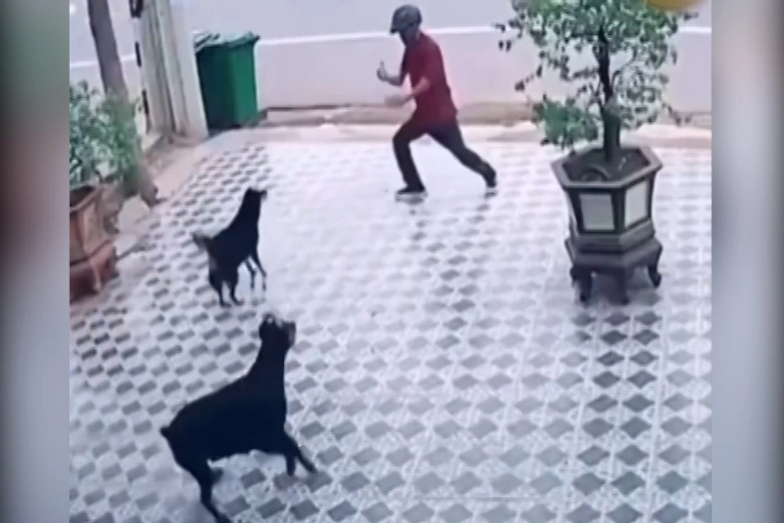 Cao thủ múa quyền trấn áp chó dữ