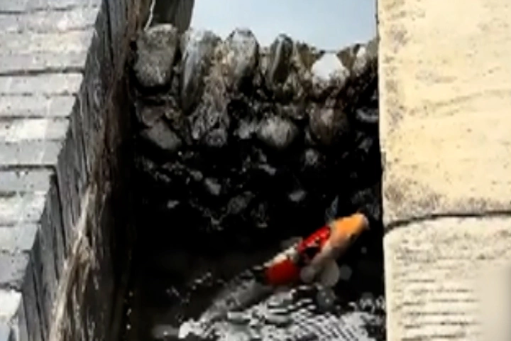 Bướm hướng dẫn cá chép 'vượt ngục'