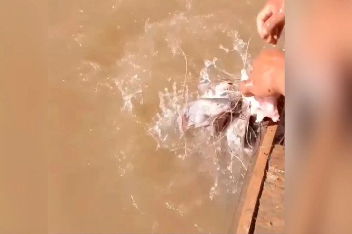 Bắt hàng chục con cá dưới sông bằng miếng thịt