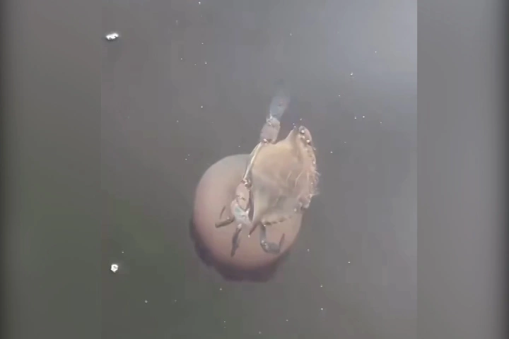 Cua cưỡi sứa hóa 'Thần điêu đại hiệp' phiên bản dưới nước