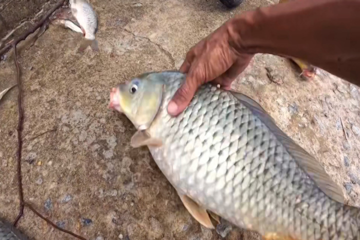 Vợt trúng 'mỏ vàng' mùa nước lũ