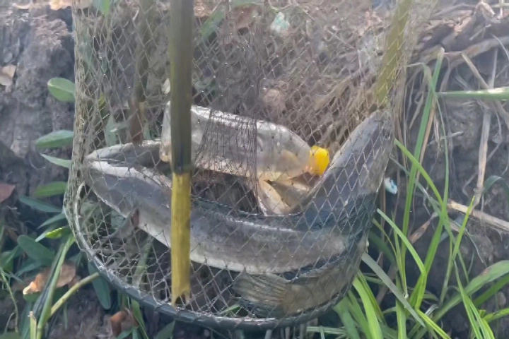 Trúng đậm đàn cá lóc dưới đám lục bình