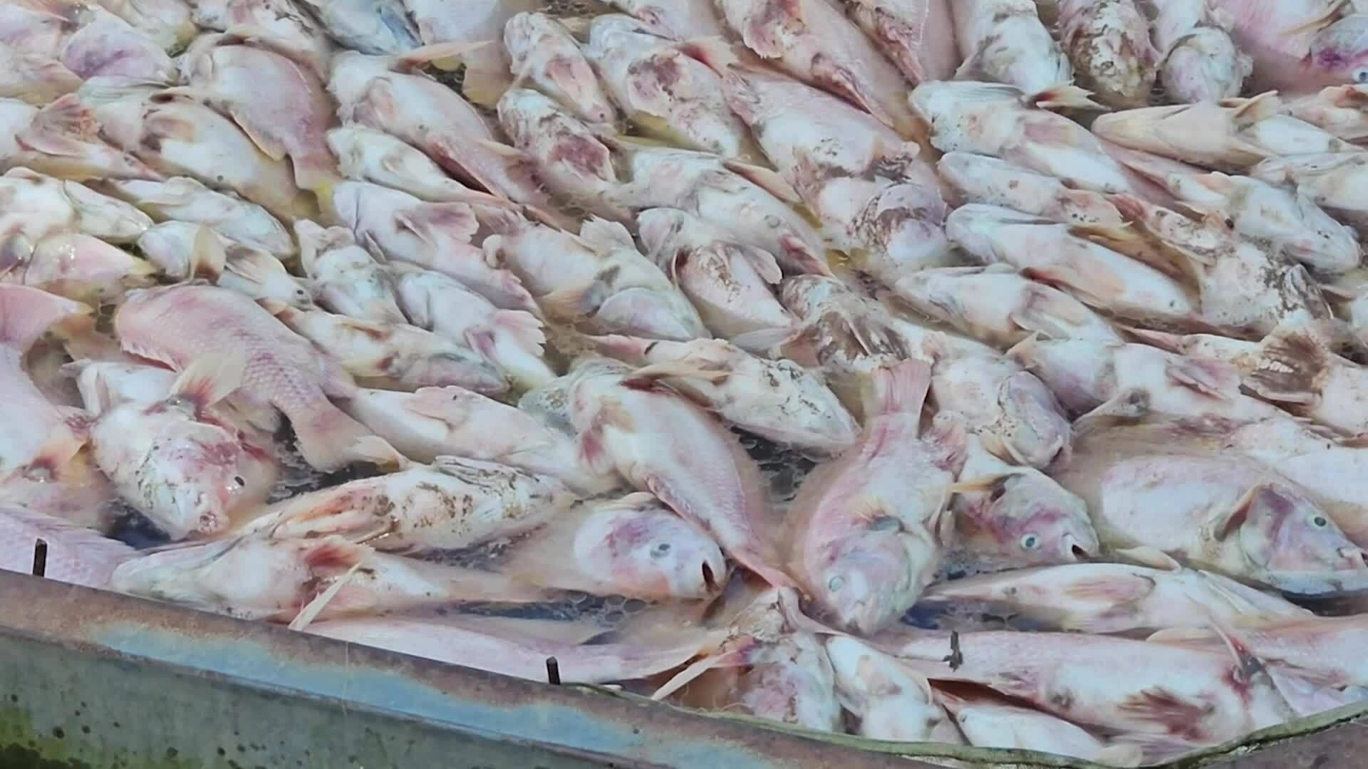 Hàng trăm tấn cá nuôi bè ở Cần Thơ chết hàng loạt