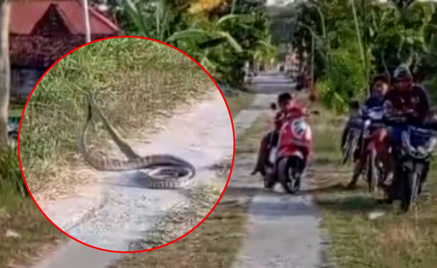 Cặp rắn hổ 'hẹn hò' giữa đường làng