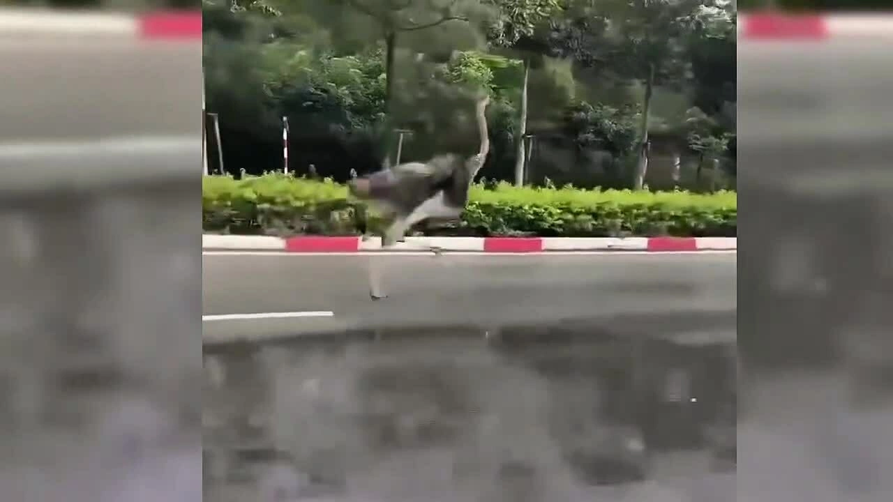 Tiêu hủy đà điểu bị lạc trên đường ở TP HCM