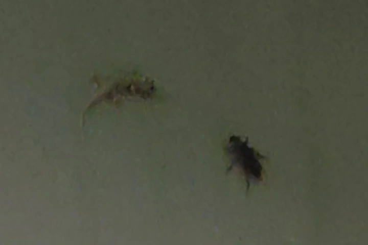 Cả nhà tá hỏa khi xem gián đánh với thằn lằn