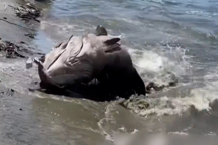 Làng chài reo hò vì bắt được cá mú khổng lồ