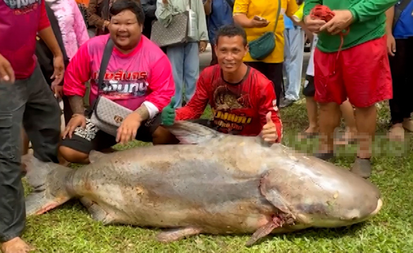 Ngư dân bắt được cá trê nặng 200 kg ở Thái Lan