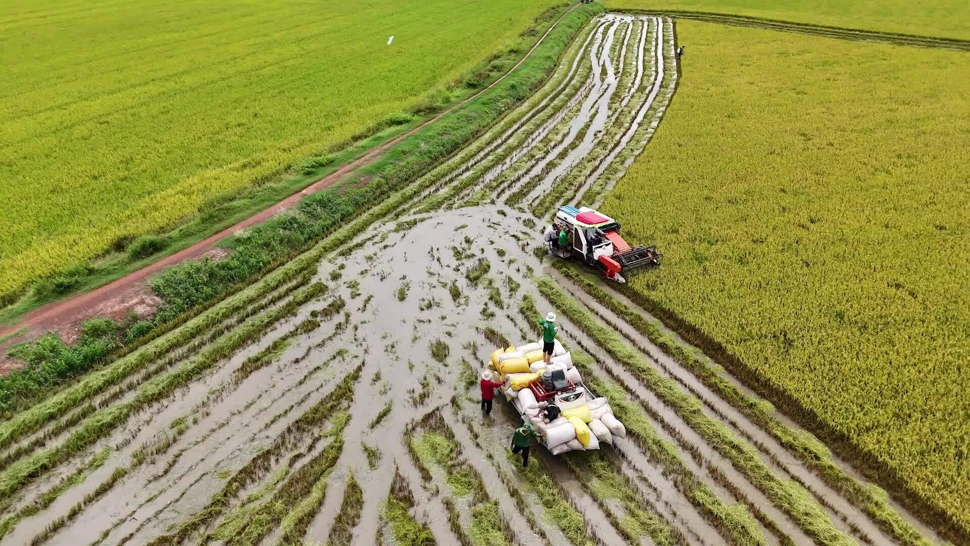 Canh bạc lúa vụ 3