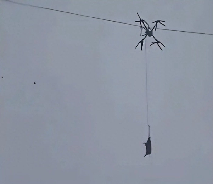 Dùng drone chở lợn đi giết mổ, cả làng mất điện