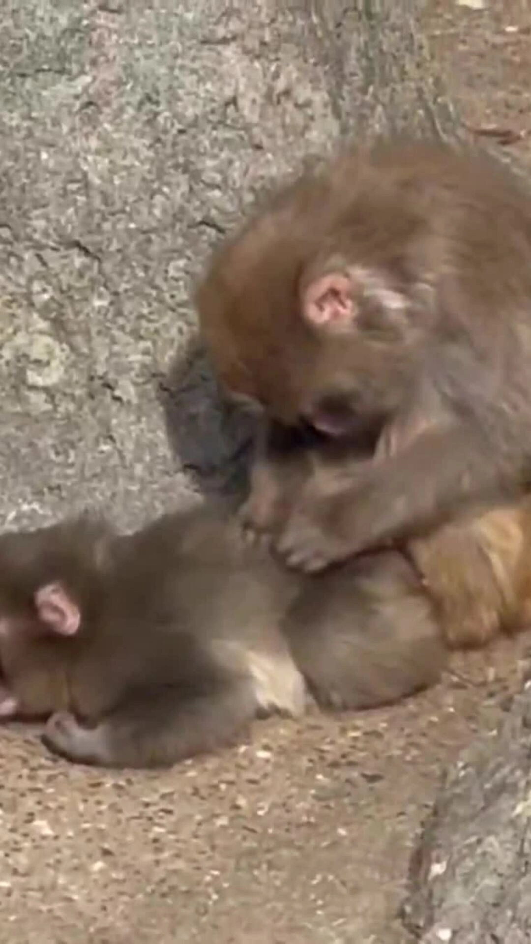 Khỉ con cô độc gây sốt mạng xã hội